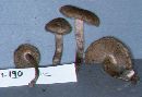 Inocybe lacera image