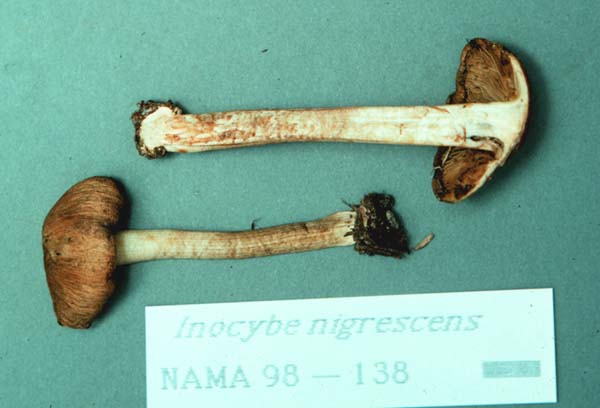 Inocybe nigrescens image