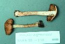 Inocybe nigrescens image