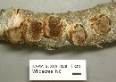 Mensularia radiata image