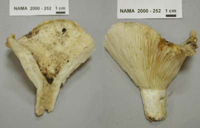 Lactarius arcuatus image