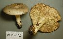 Lactarius argillaceifolius image