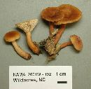 Lactarius camphoratus image