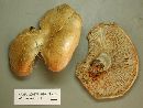 Lactarius chelidonium image