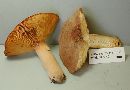 Lactarius corrugis image