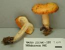 Lactarius croceus image