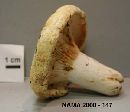 Lactarius deceptivus image