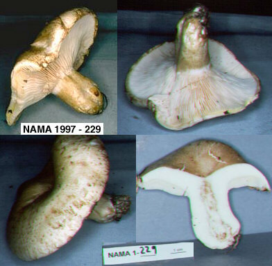 Lactarius gossypinus image