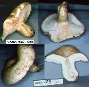 Lactarius gossypinus image