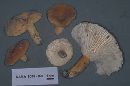 Lactarius hygrophoroides image