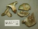 Lactarius paradoxus image