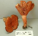 Lactarius peckii image