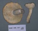 Lactarius piperatus image