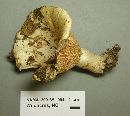 Lactarius psammicola image