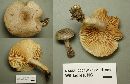 Lactarius pyrogalus image