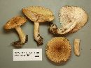 Lactarius speciosus image