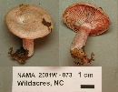 Lactarius subpurpureus image