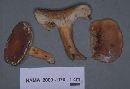 Lactarius volemus image