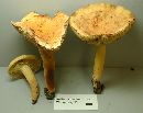 Lactarius volemus image