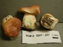 Lactarius xanthogalactus image