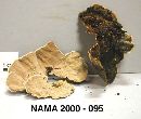 Laxitextum bicolor image