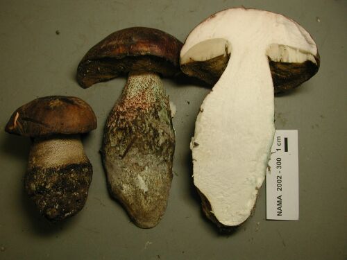 Leccinum ponderosum image