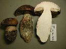 Leccinum ponderosum image