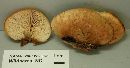 Lentinellus ursinus image