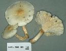 Neolentinus lepideus image
