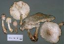 Leucoagaricus americanus image