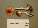 Leucoagaricus rubrotinctus image