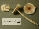 Leucoagaricus rubrotinctus image