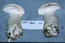 Leucopaxillus albissimus image