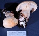 Leucopaxillus albissimus image