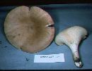 Leucopaxillus giganteus image