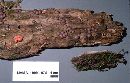 Lycogala epidendrum image