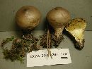 Lycoperdon molle image