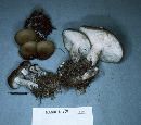 Lyophyllum decastes image