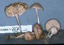 Marasmius oreades image