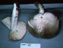 Megacollybia platyphylla image