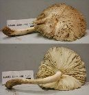 Megacollybia platyphylla image