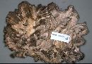 Meripilus sumstinei image