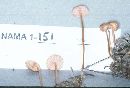 Mycena adonis var. adonis image