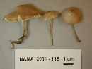 Mycena alcalina image