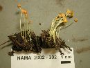 Mycena aurantiidisca image