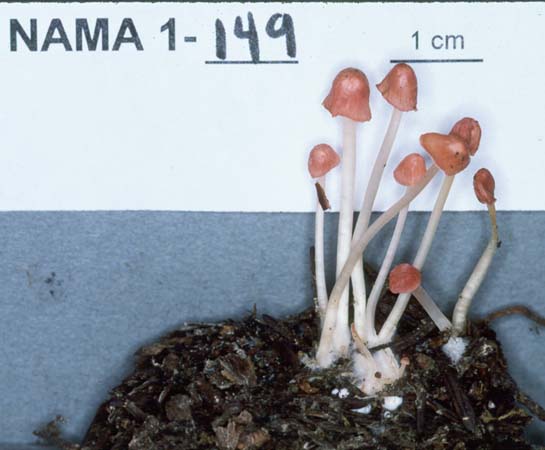 Mycena monticola image