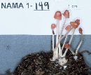 Mycena monticola image