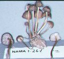 Mycena renati image