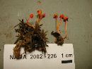 Mycena strobilinoidea image