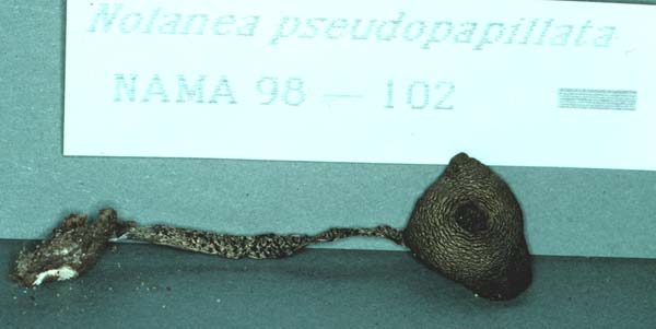 Nolanea pseudopapillata image